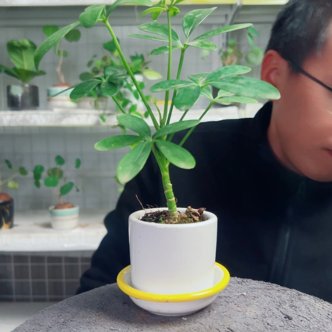 慢***慢无花朵56