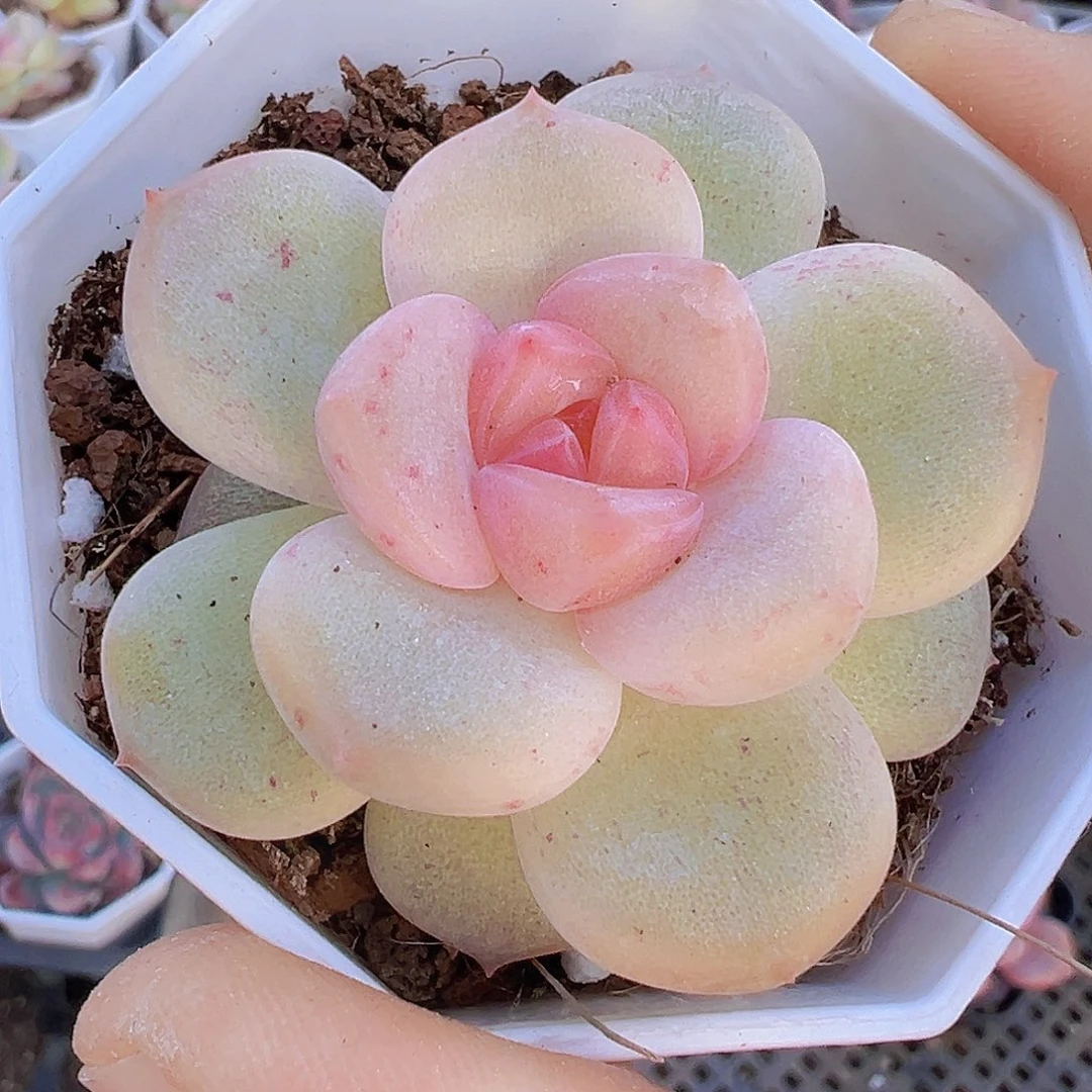 安娜珍妮19包邮多肉