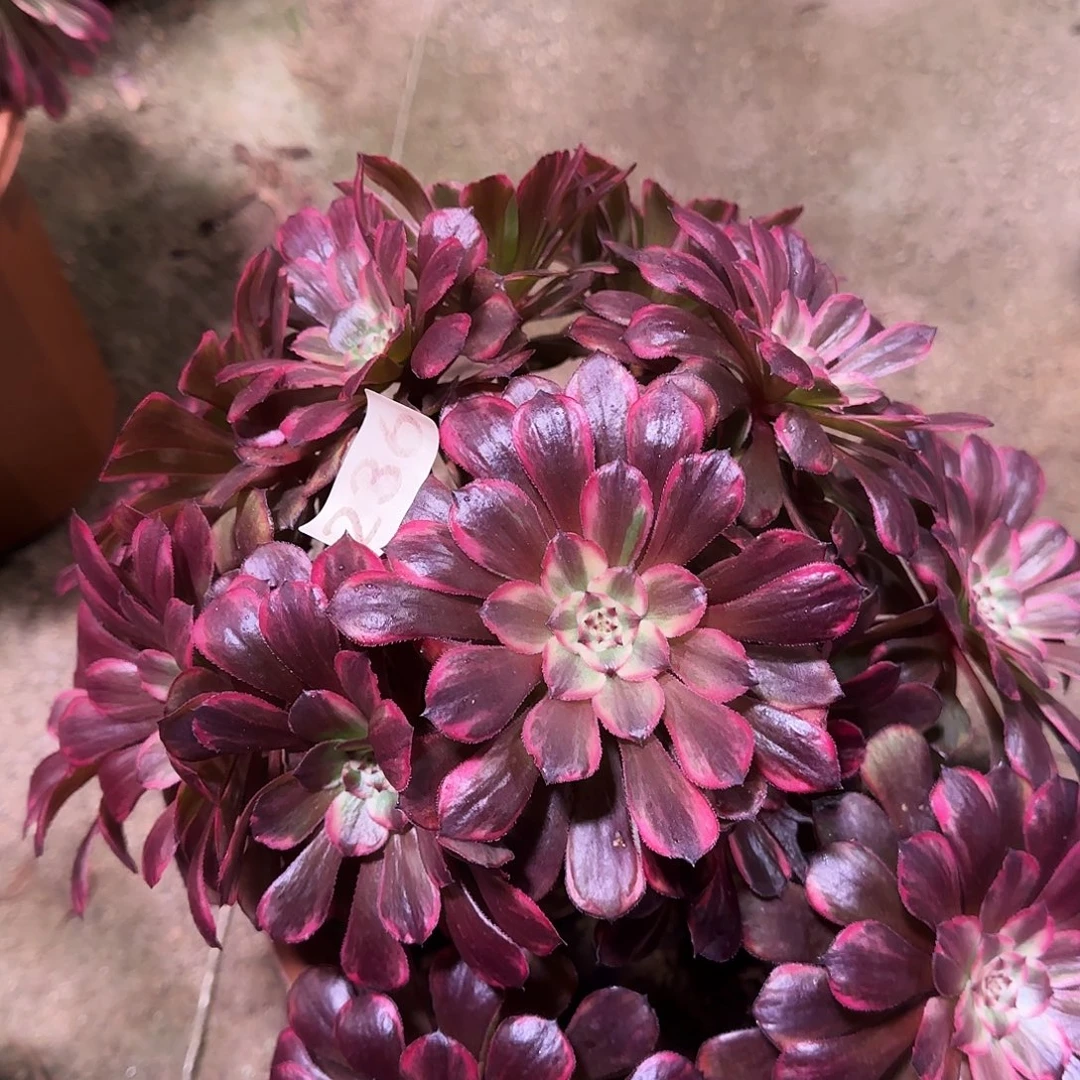 多肉植物法师粉烟花236