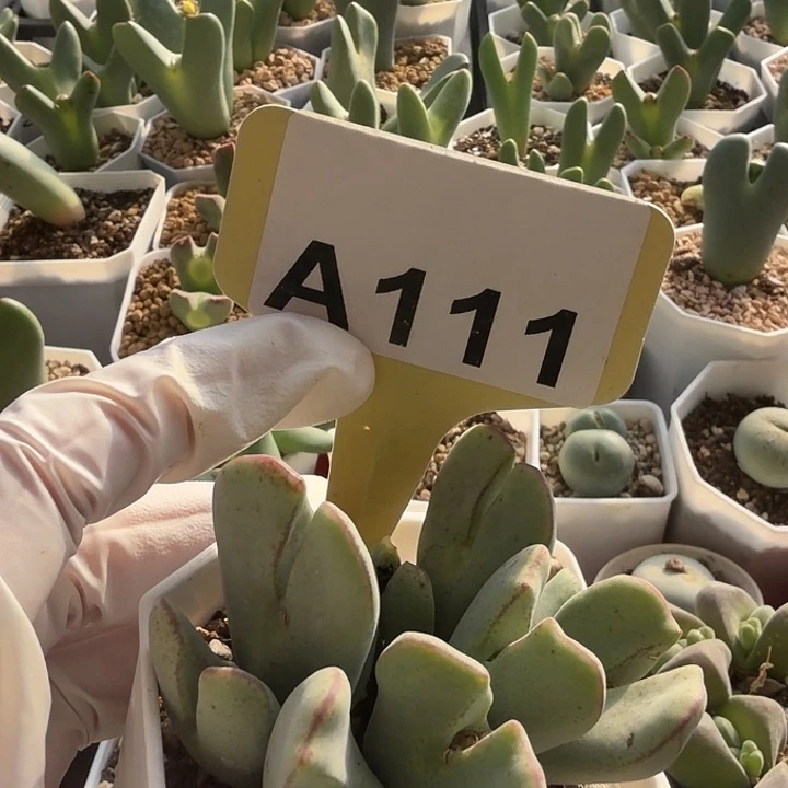 111会家家户户不不不不