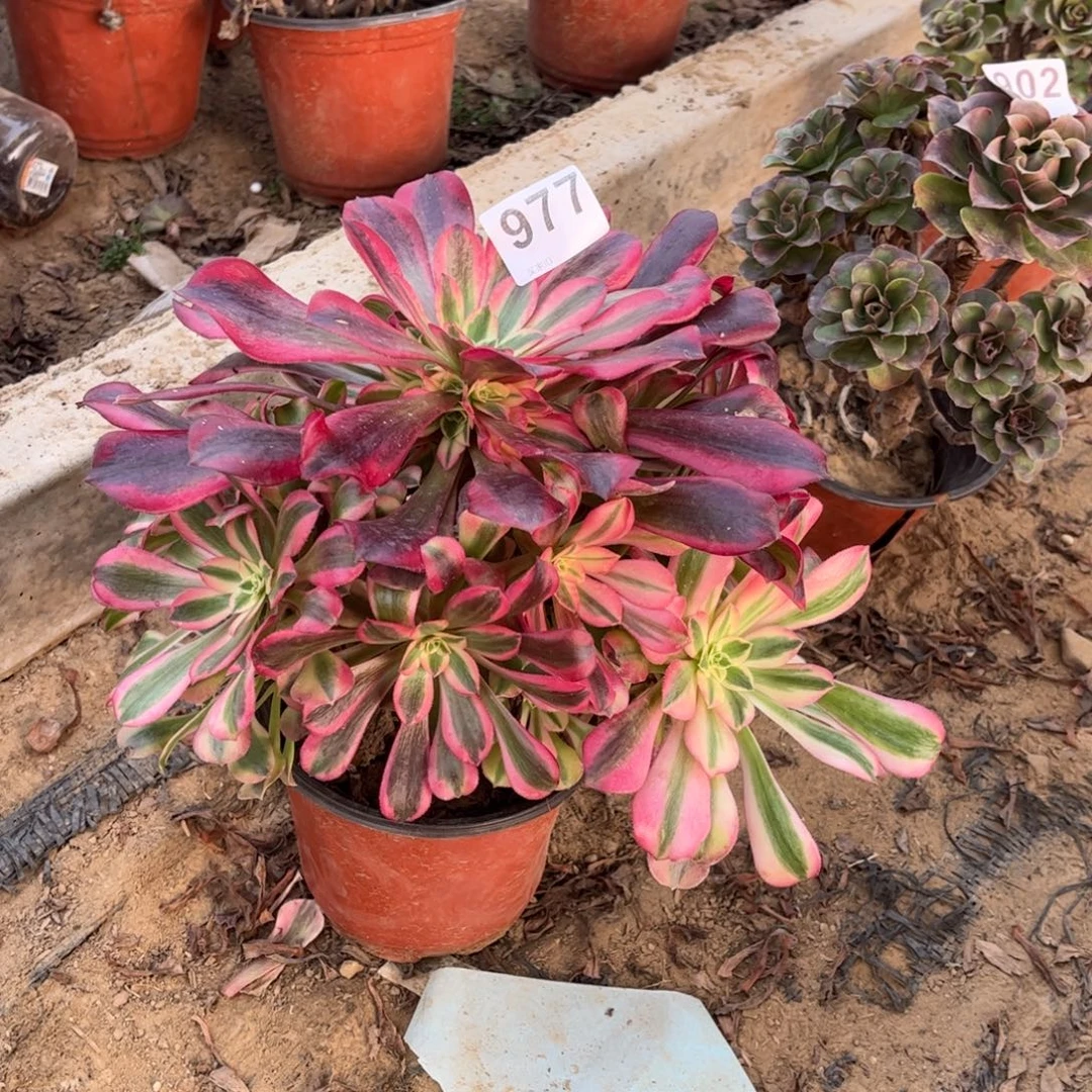 美杜莎977不包断枝