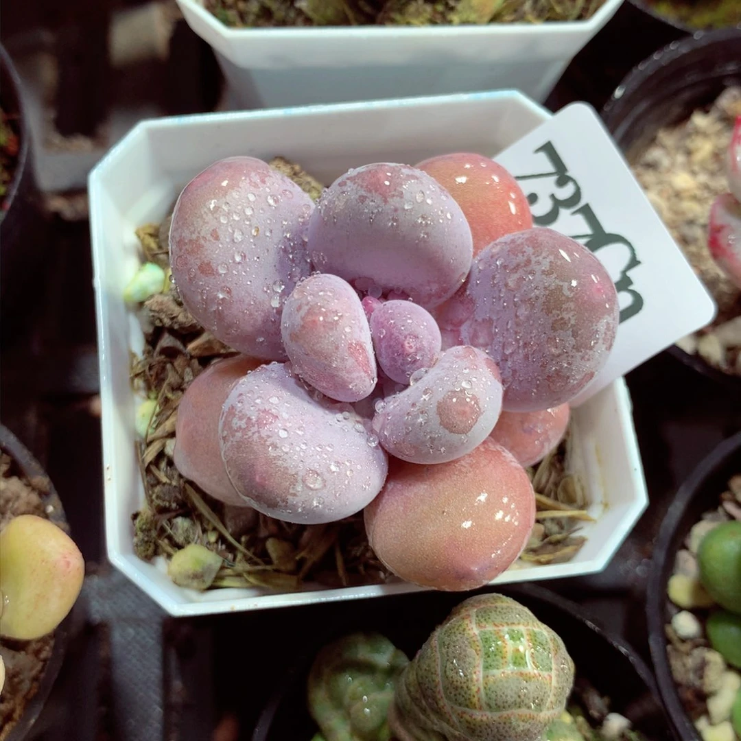 5厘米盆精控多肉737