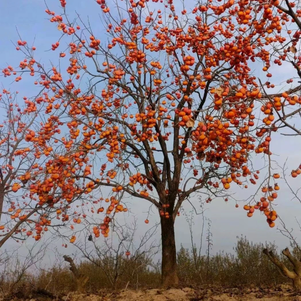 四季庭院果树定向专拍（直播间链接）一组一拍