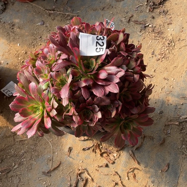 多肉安纳法师325