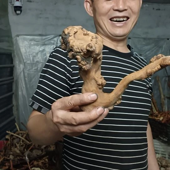 錒****稳定木高山 檬子木文玩料