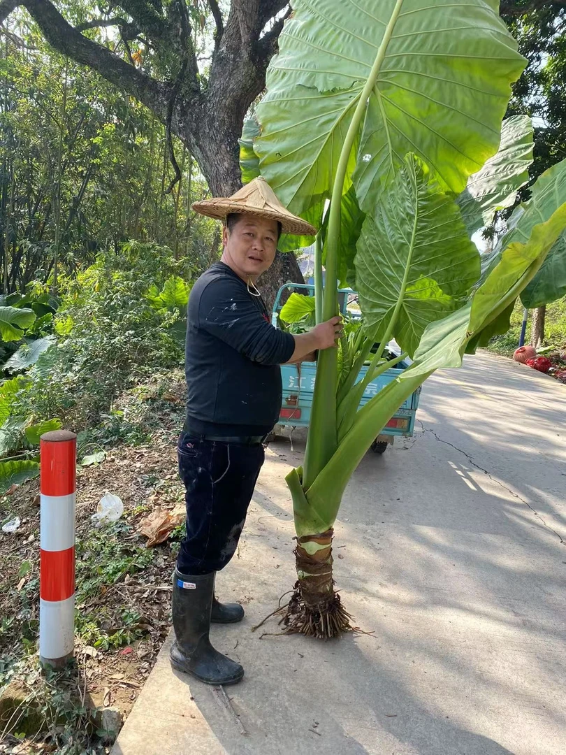霸王芋滴水观音大叶品种盆栽植物净化吸甲醛纯天然空气净化客厅