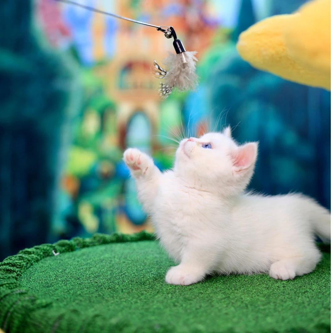 【KittyHole猫舍】曼基康拿破仑金渐层蓝金蓝金白德拉文缅因相册