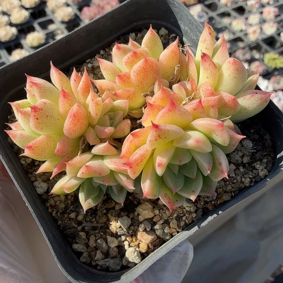 192小脸麦秆群满20包邮