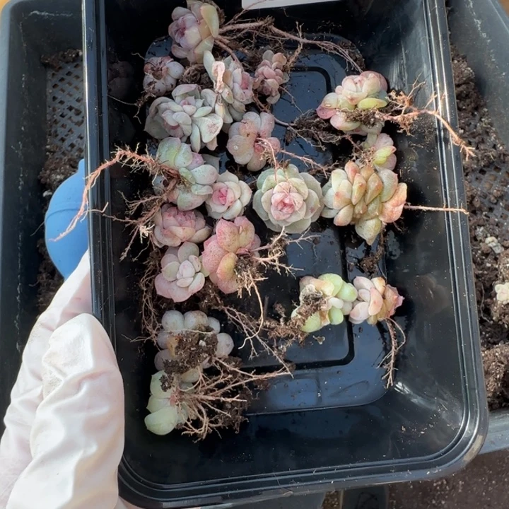 211 王者系列多肉一盒