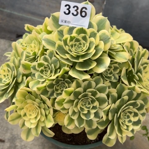 336绿豆沙20厘米左右