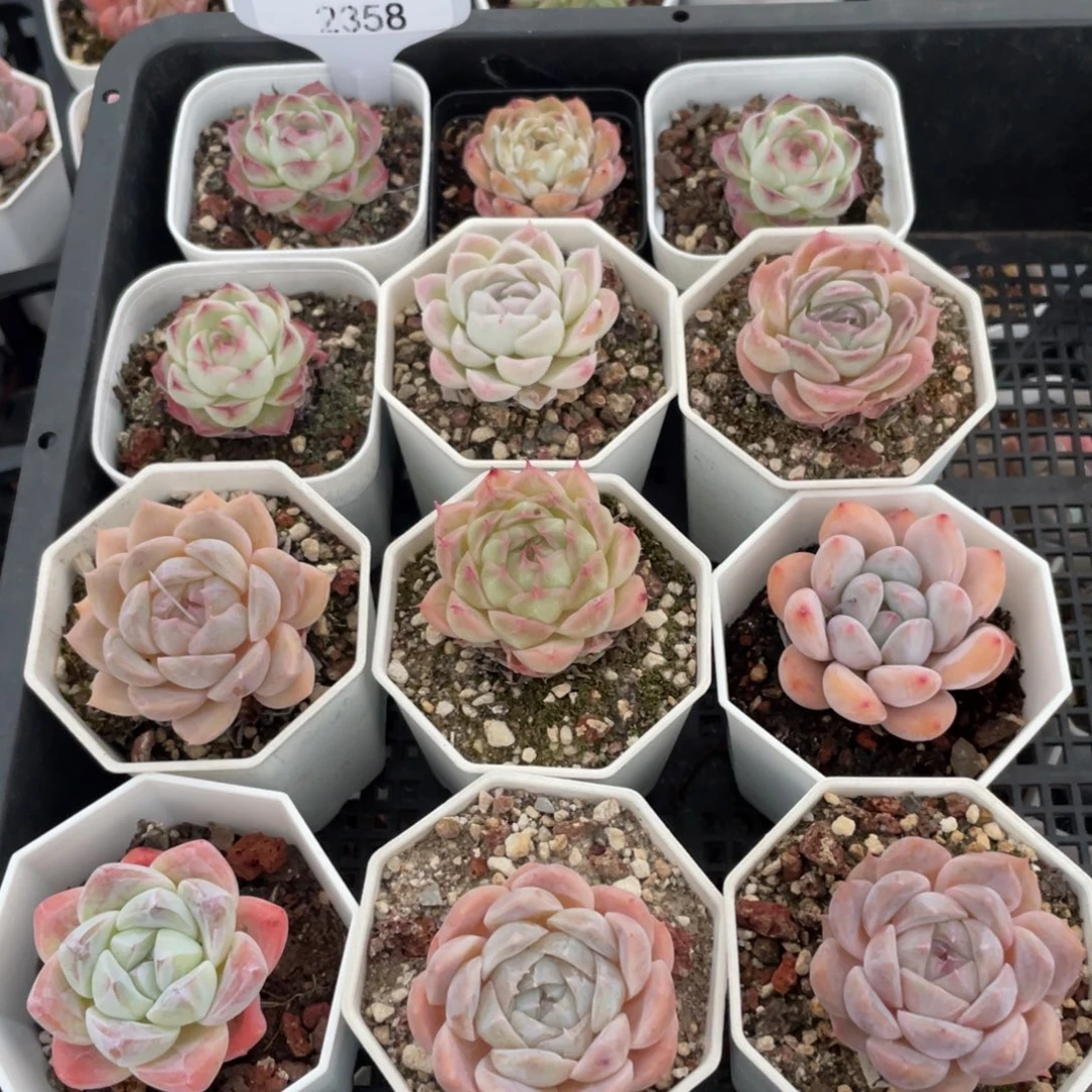 不包整散 盆子不售后2358