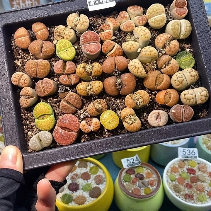 大舅生石花肉锥多肉337