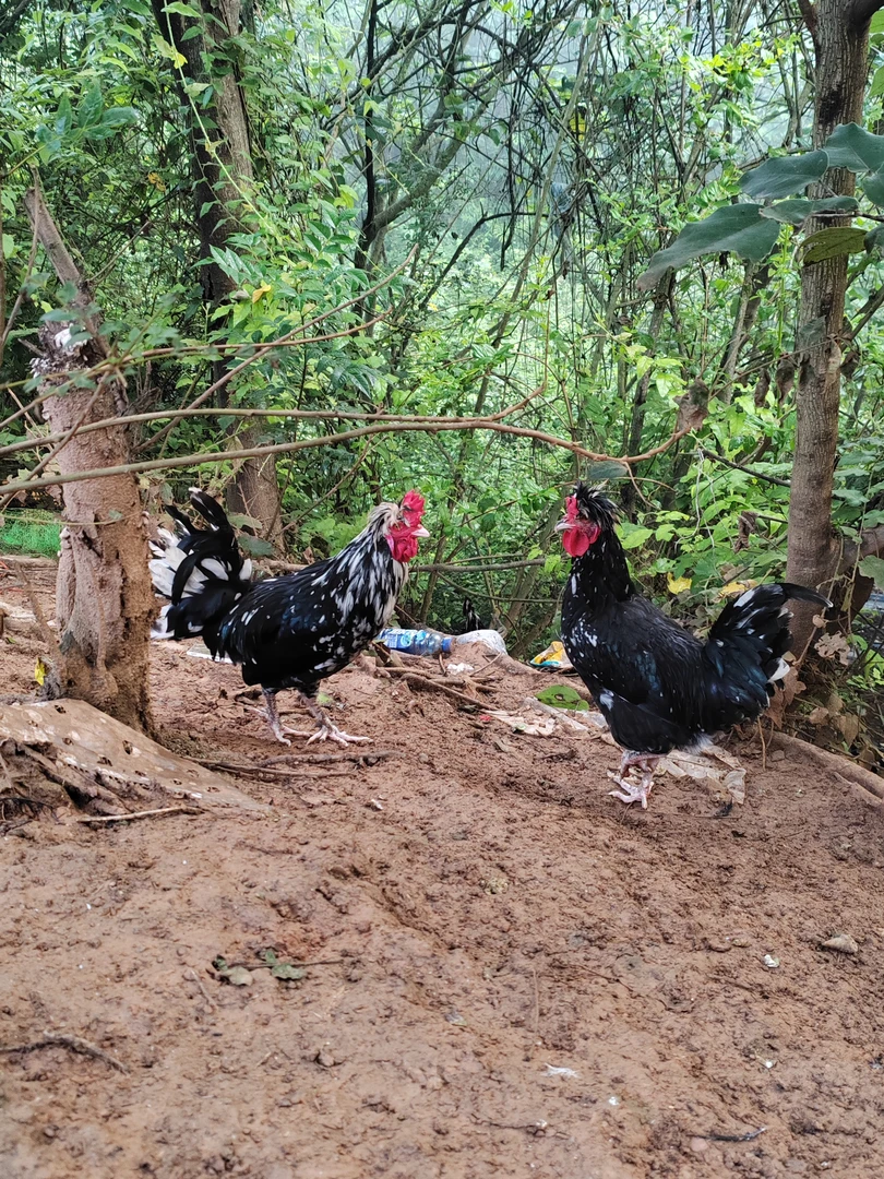 散养皇室贵妃鸡观赏鸡全粮食喂营养健康1年左右