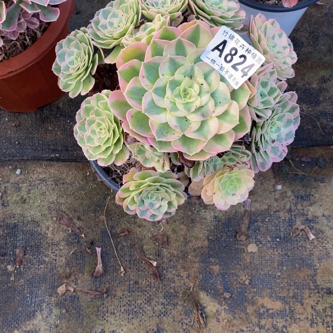 824小棵福利玉资，
