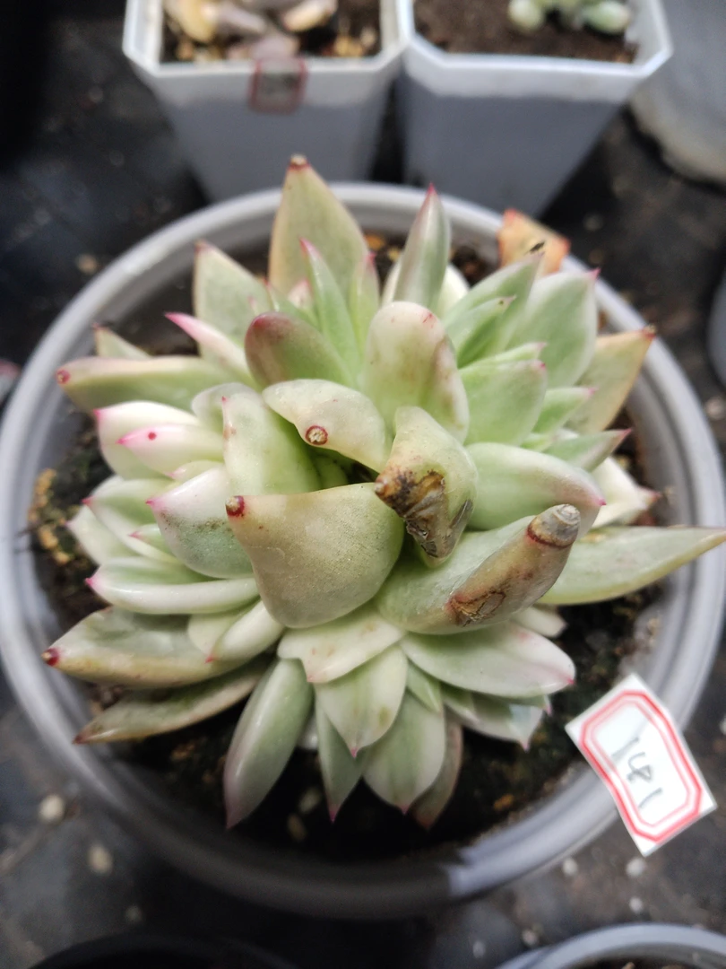 非偏远18包邮  一物一拍  12厘米盆 A141雪白玛利亚锦4头