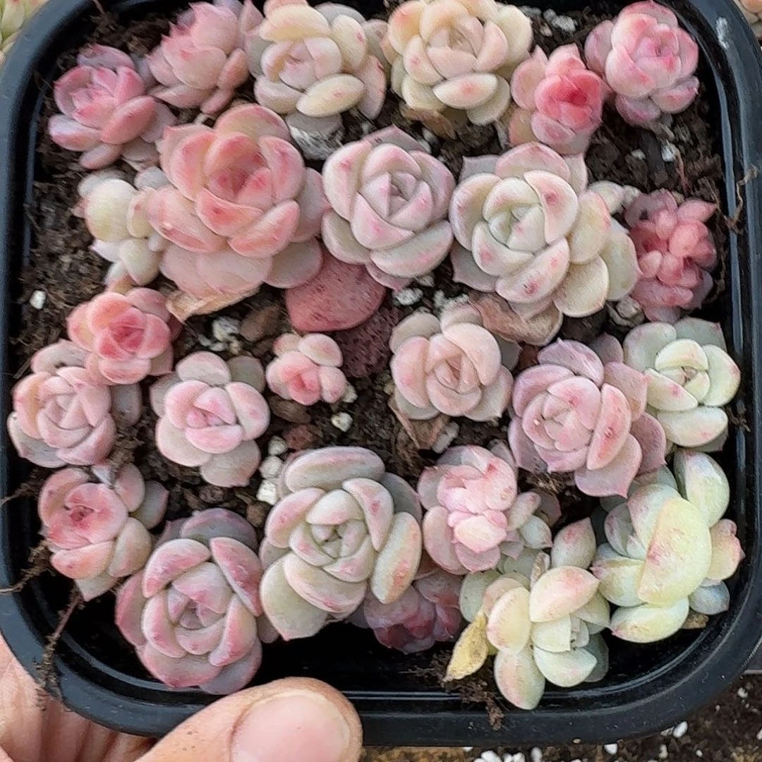 杂交新品珍妮多肉1466