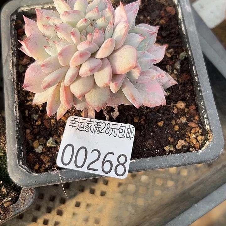 幸运的人是我自己吧