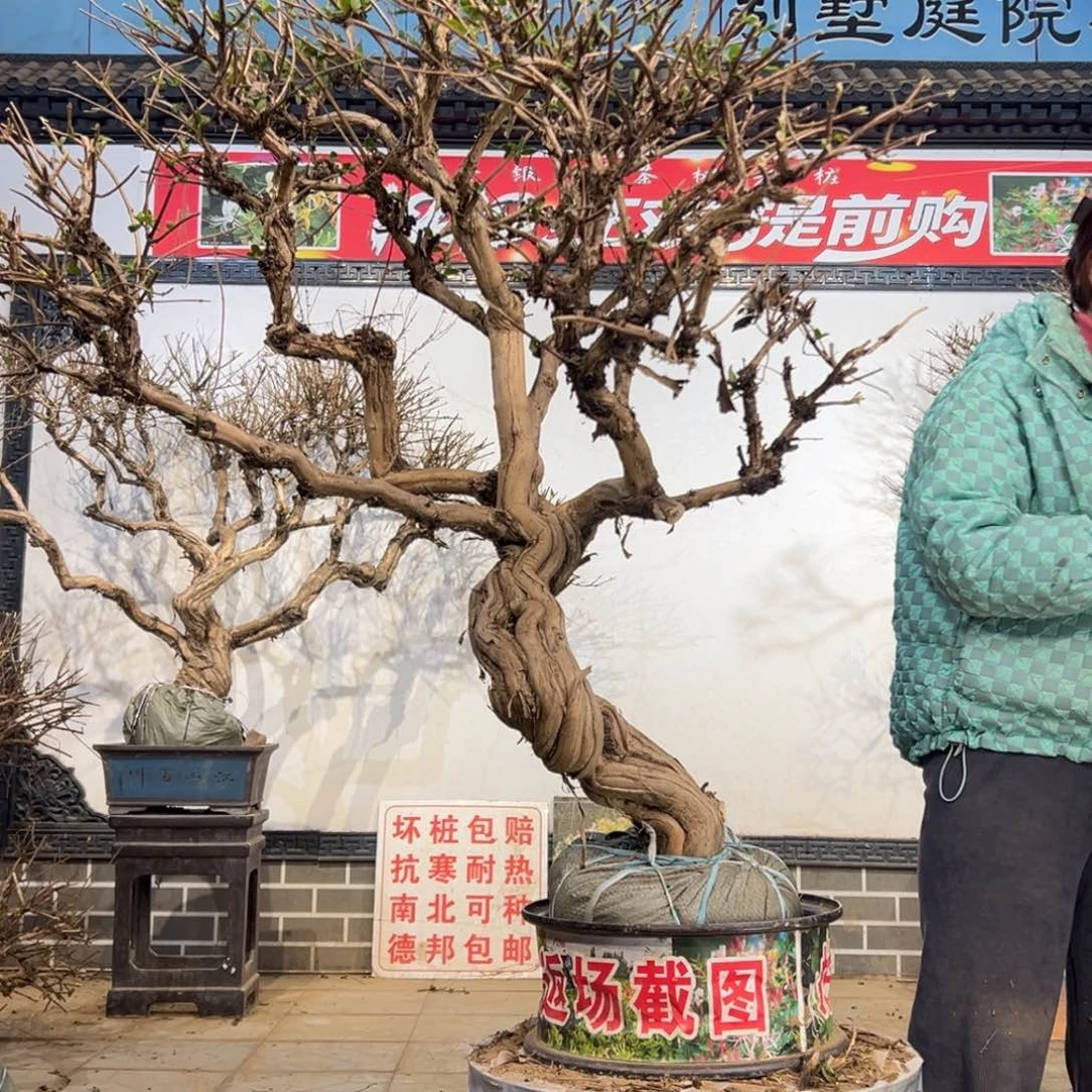 无花朵金银花888888