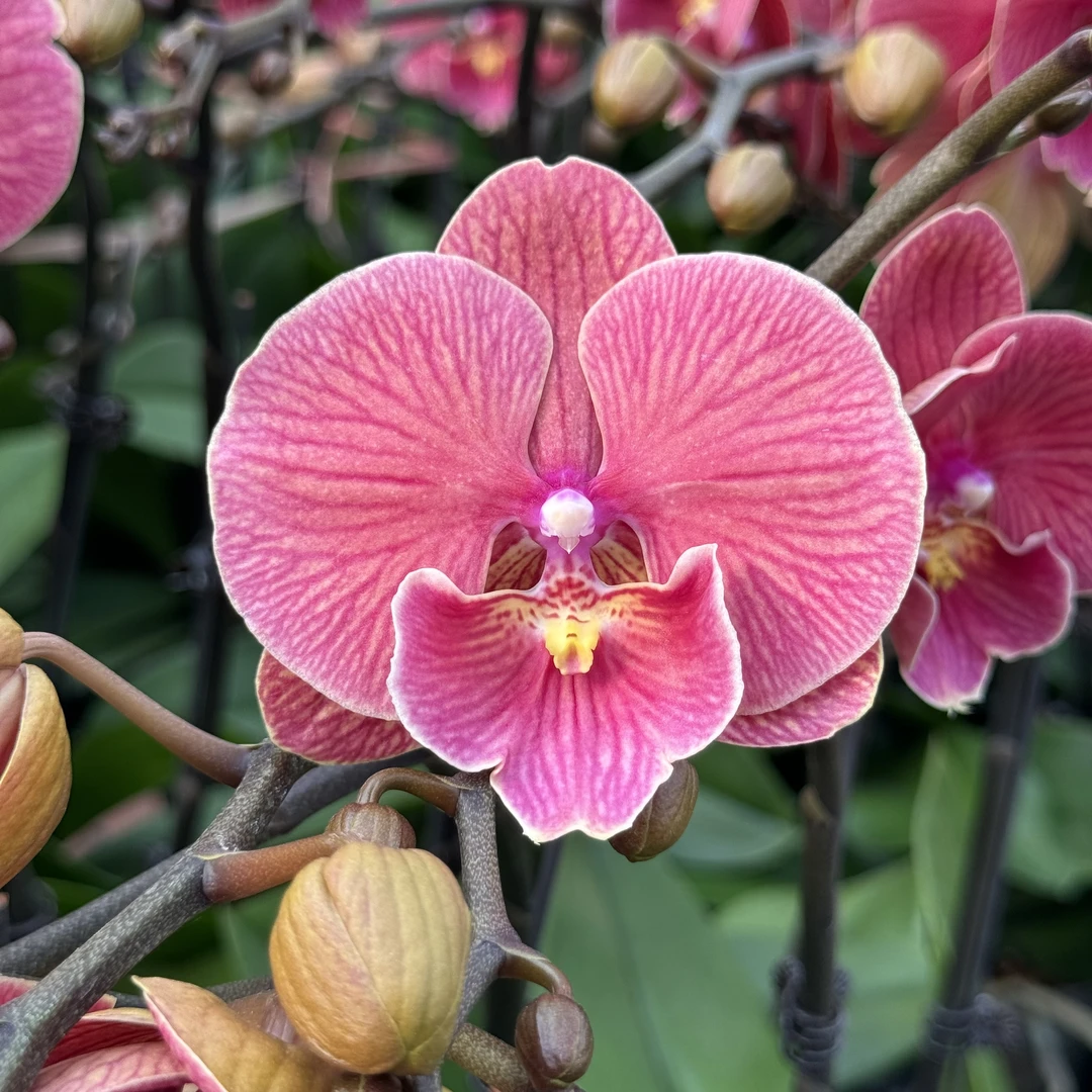 蝴蝶兰【心想事橙】3.0寸杯带花带花苞发货