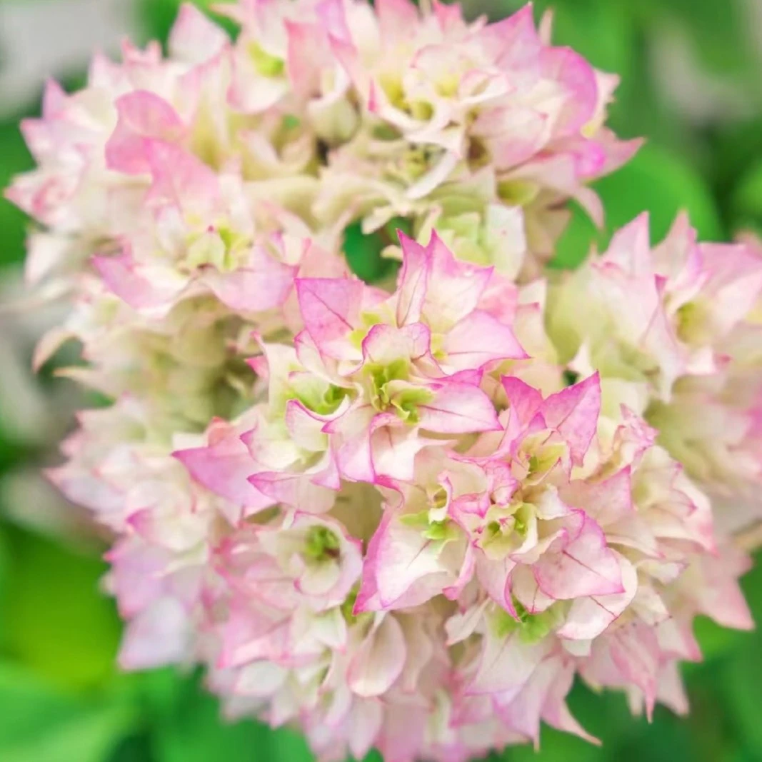 【重瓣怡景】三角梅四季可爬藤可垂丝勤花好养绿植不带花