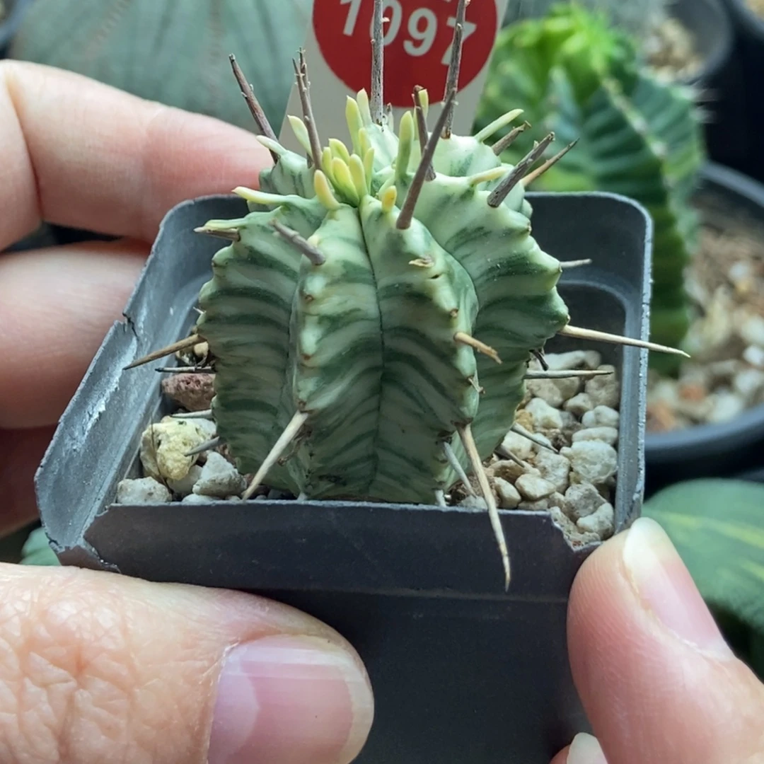 强刺斑马锦一颗仙人球