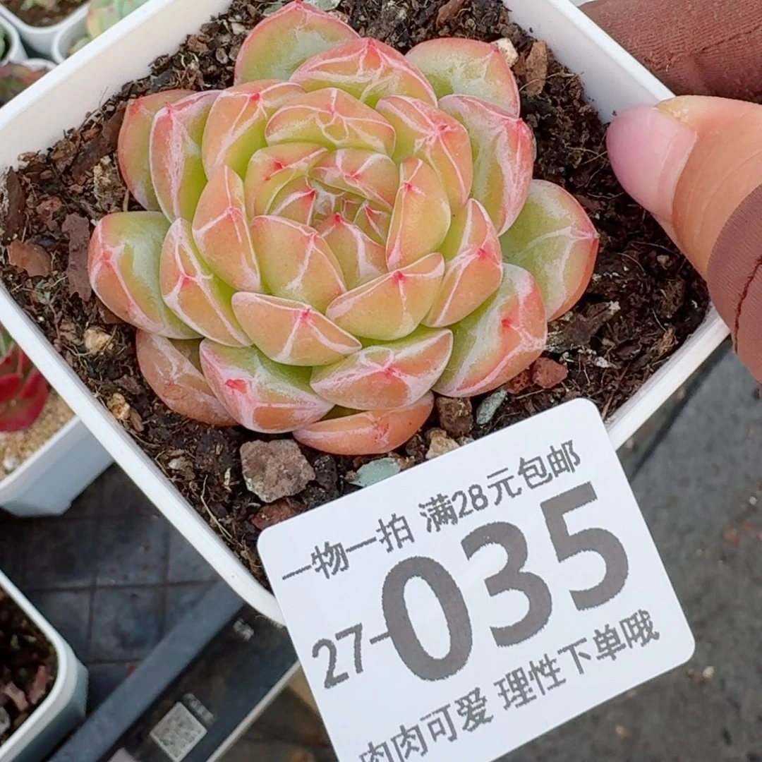 雪花珍妮无盆土发货无