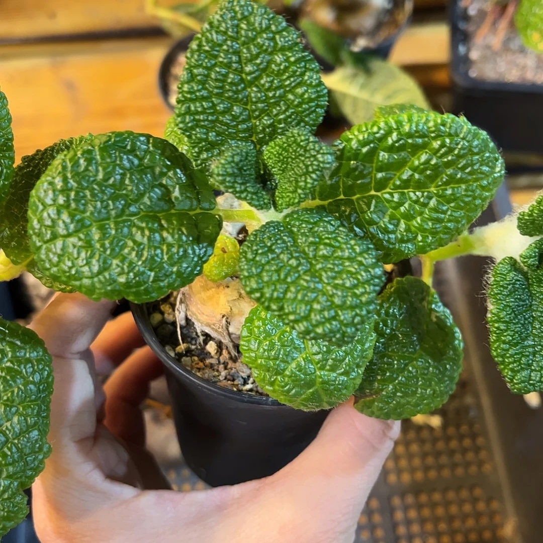 断崖皇子，潮流植物