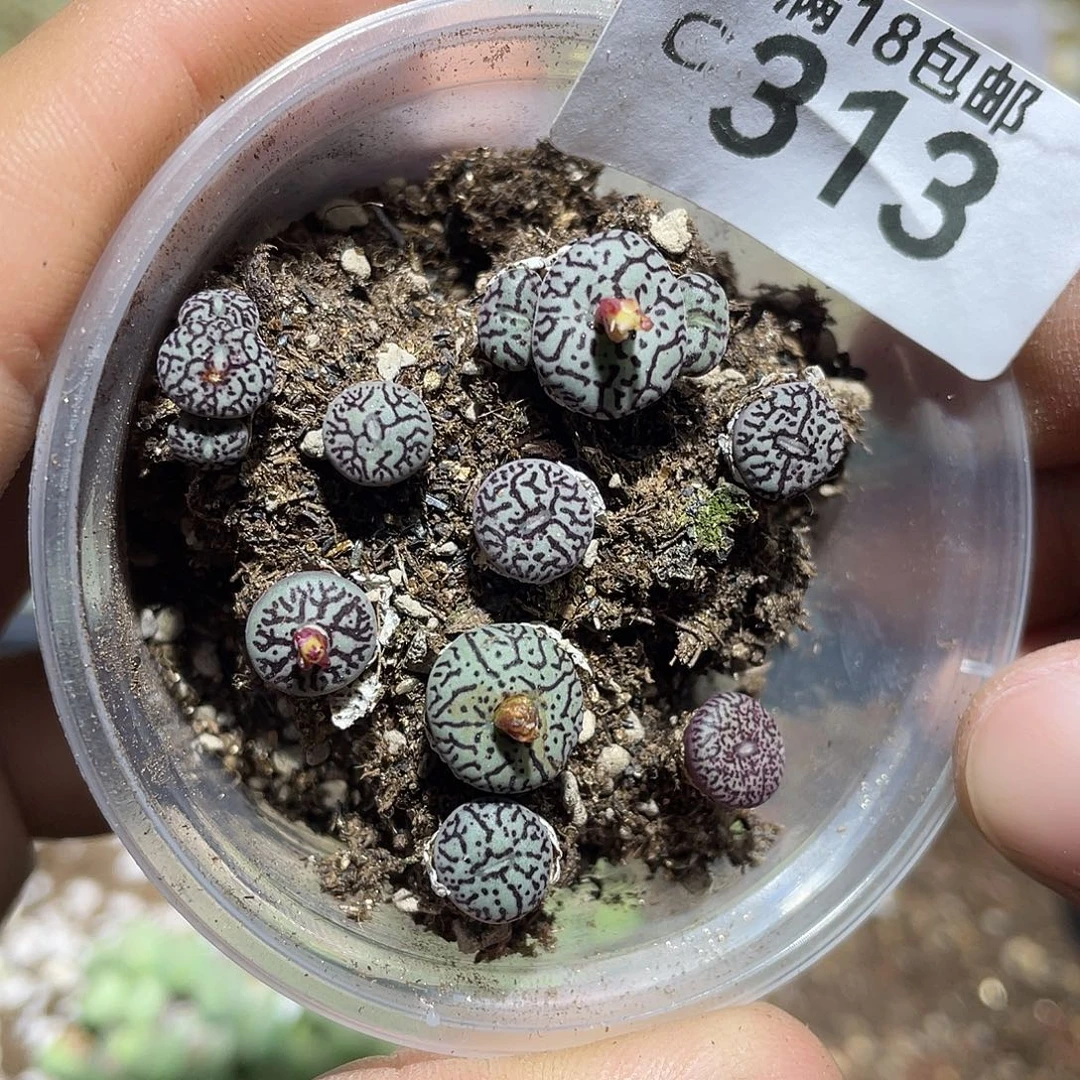 当天凑满十八元包邮313