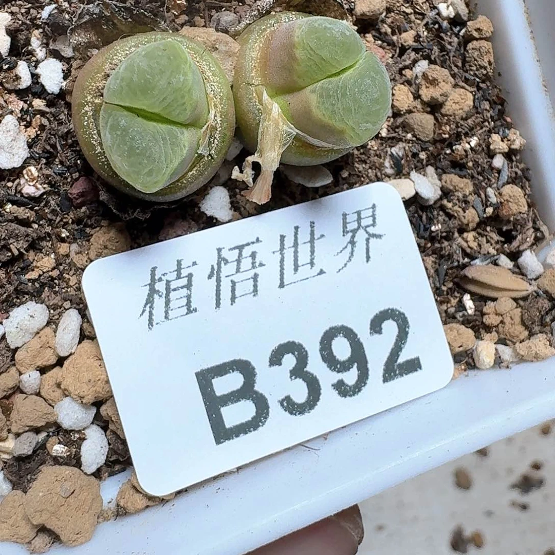 392号多的植物哇f v g