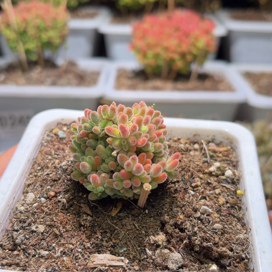 枝干番杏冰橙A553