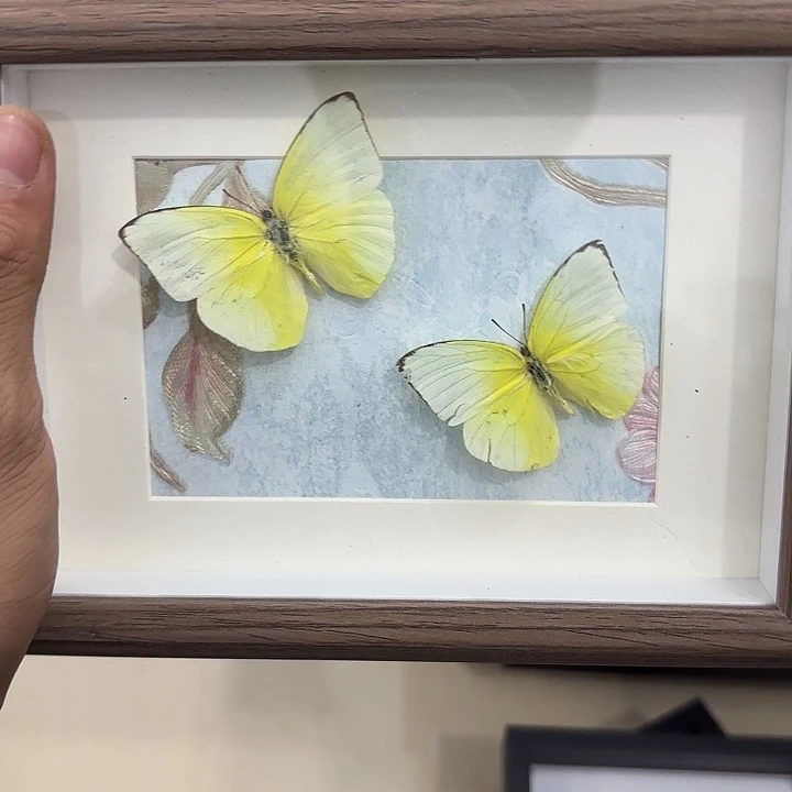 R***L蝴蝶标本定制043号