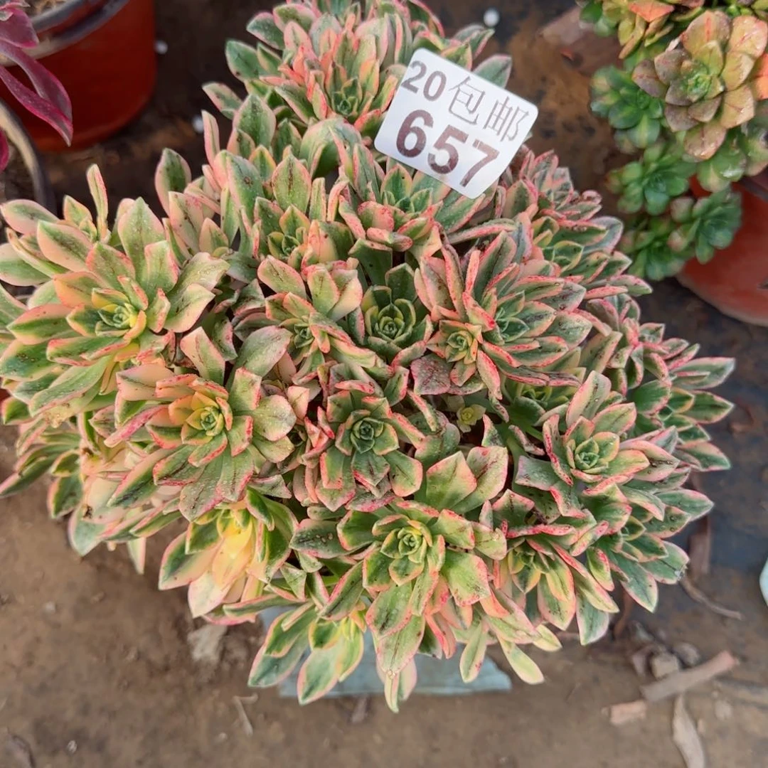 甜茶多肉657满20包邮断枝不包