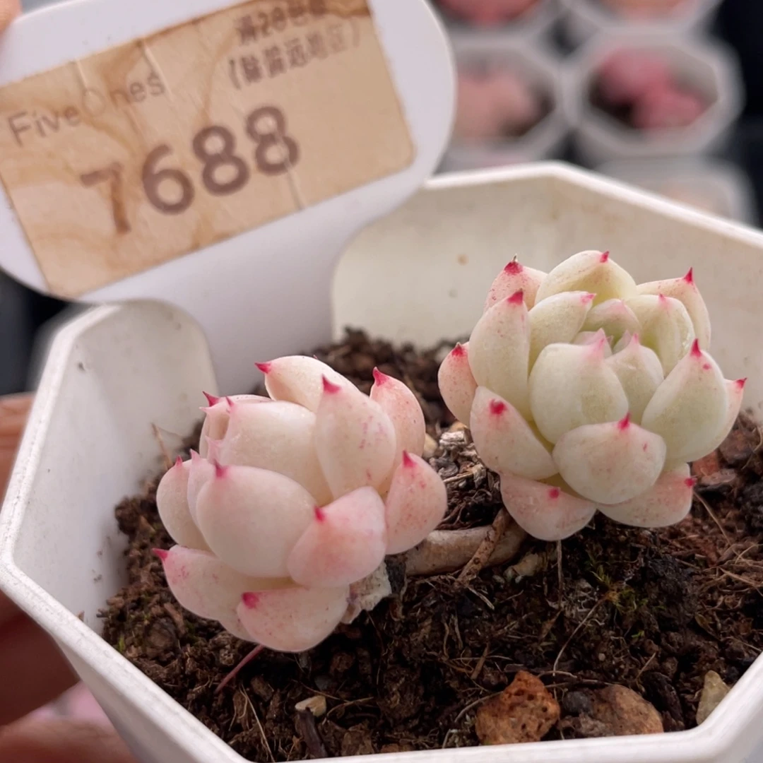 冰山7688-4.5厘米