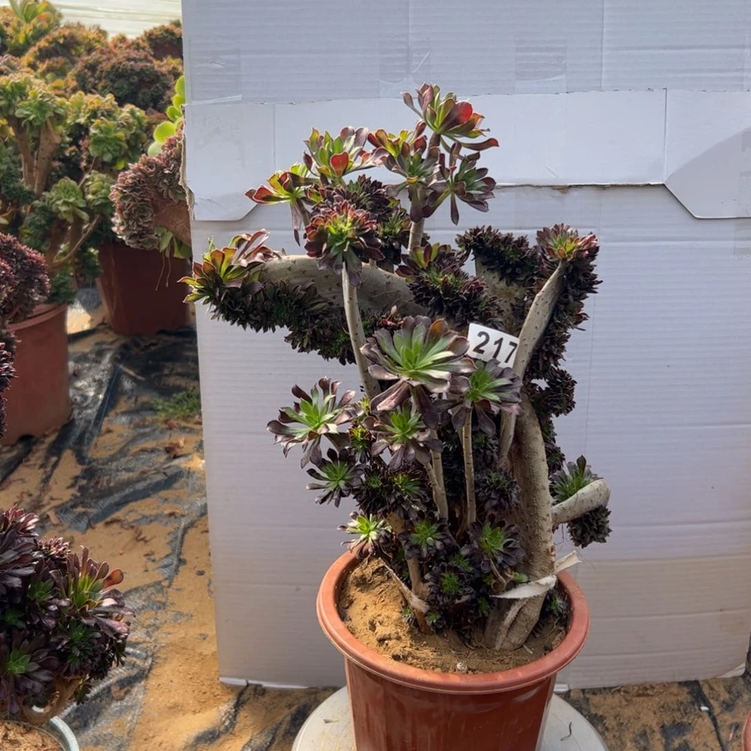 w*w有伤黑缀217高36