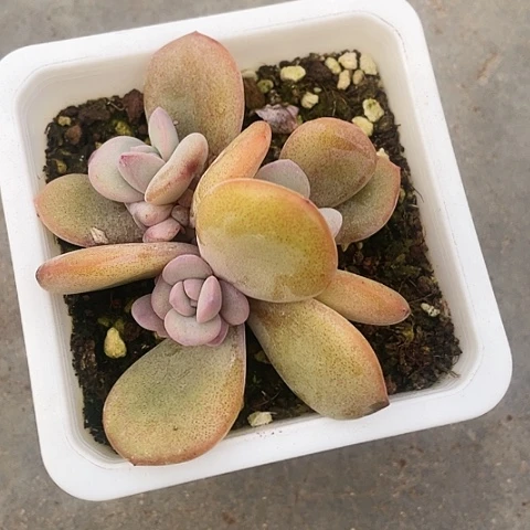 未*名奶茶摘心29.9一盆88888