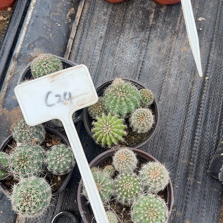明***好C34实生彩草20的毛花柱