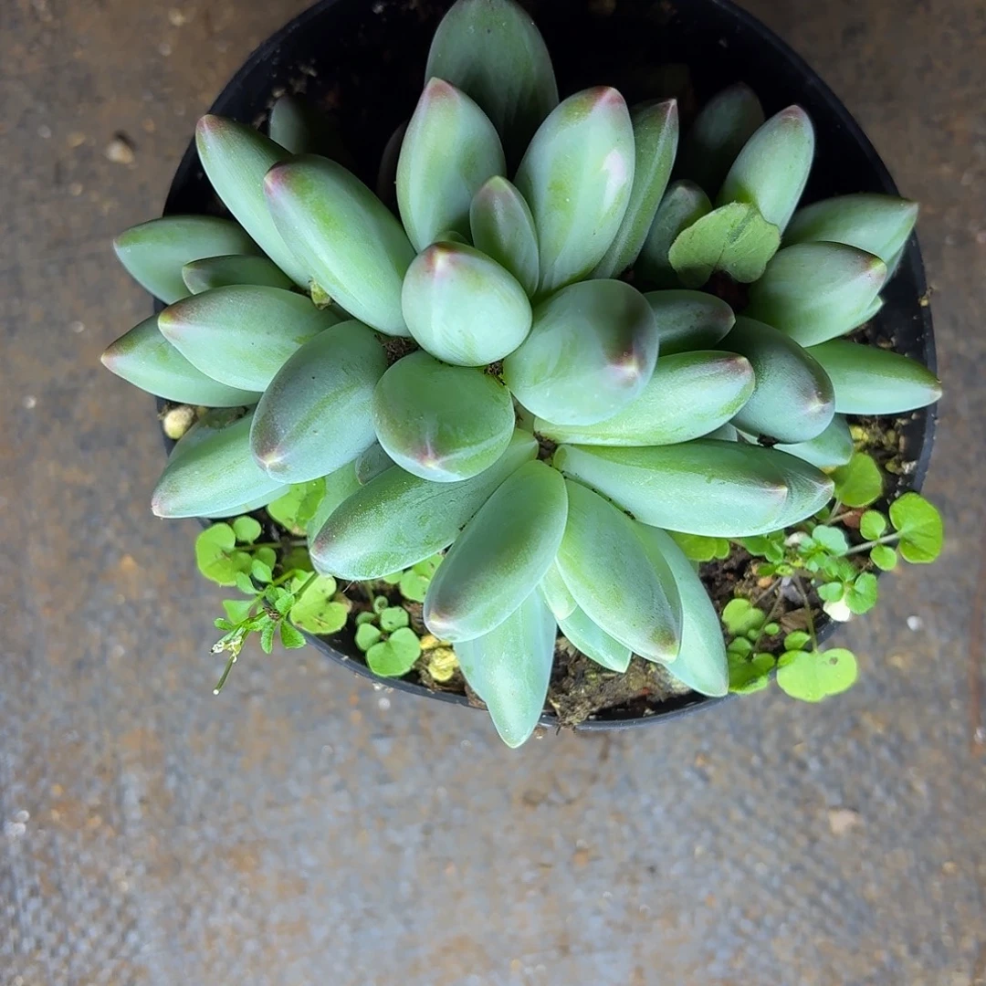 多肉植物卡布奇诺