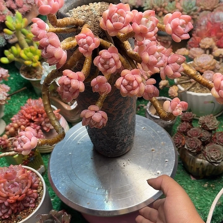 露凝香一颗一物一拍