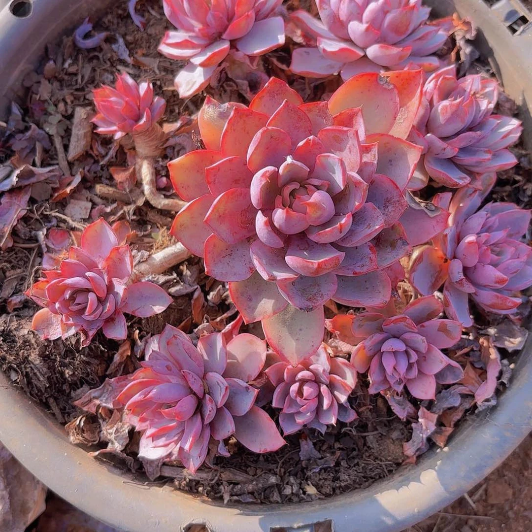 多肉植物。。。。。。。。。。。。。。。。
