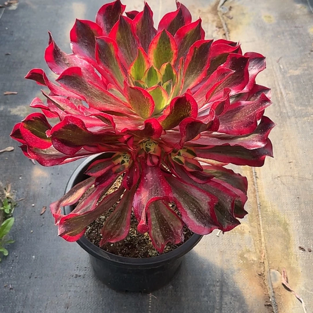 【闪购商品】法师多肉