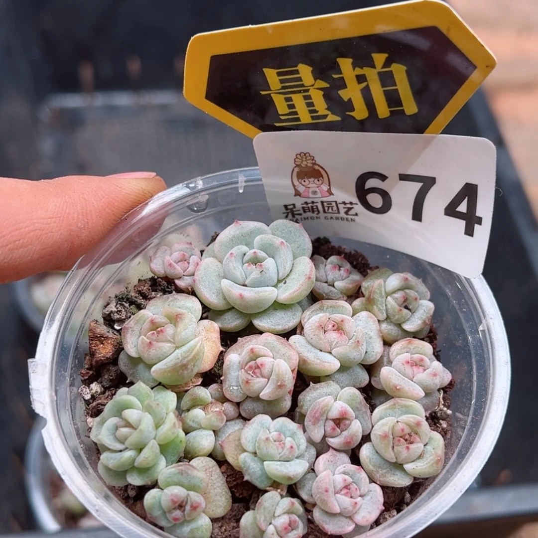 多肉植物多肉植物