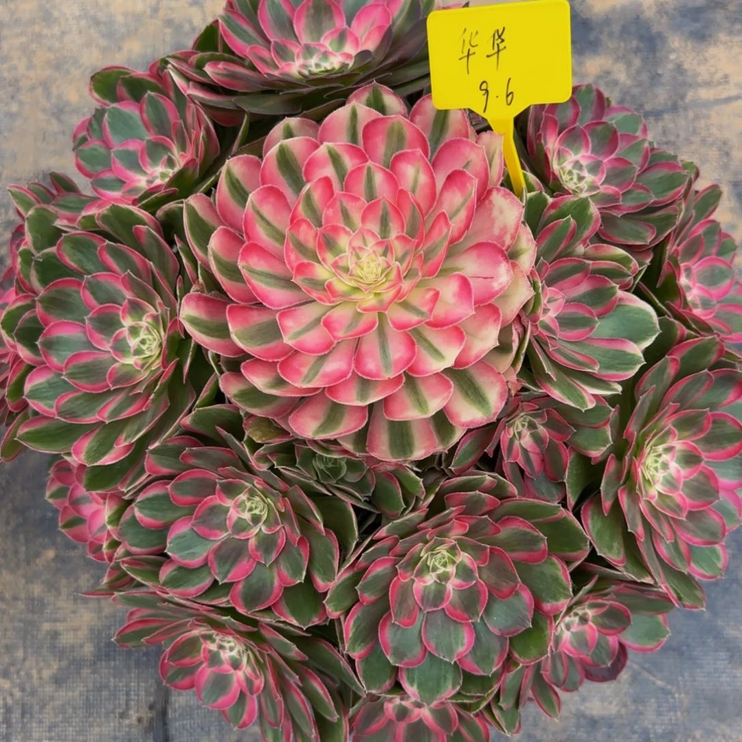 孔雀翎888888888888