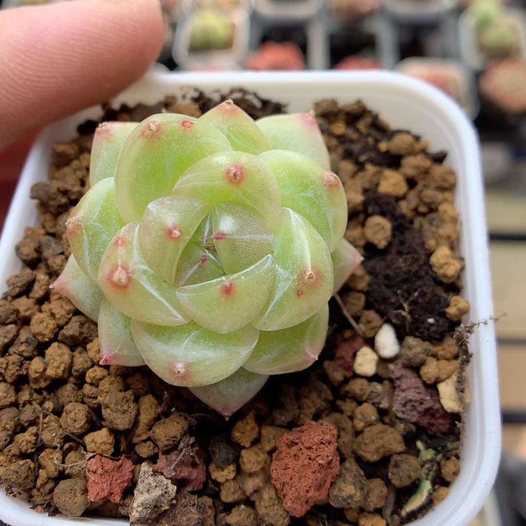 C98灯泡珍妮优选