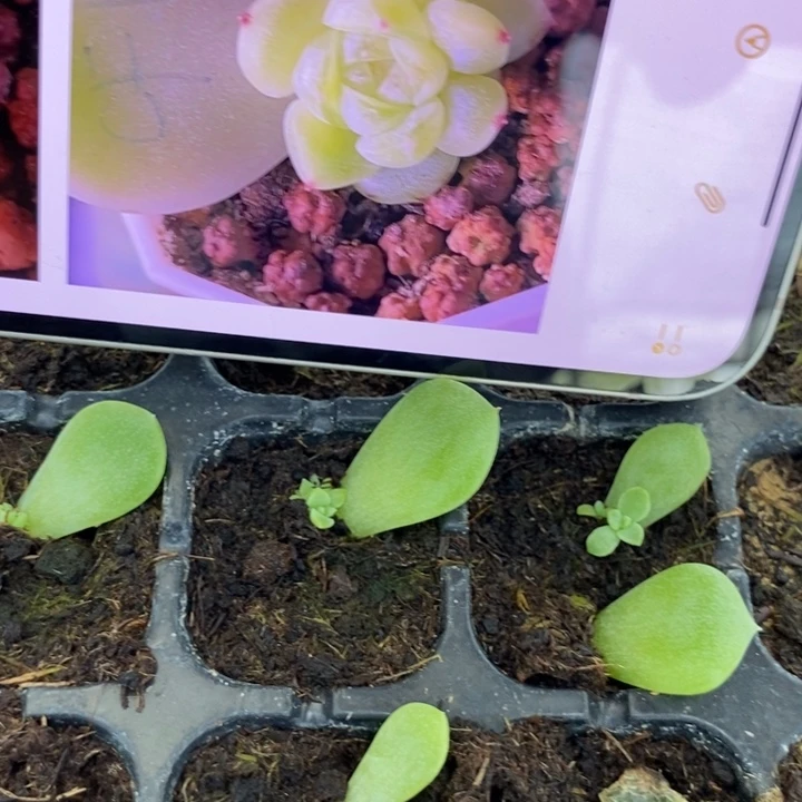 花开财富c1芽苗一个多肉