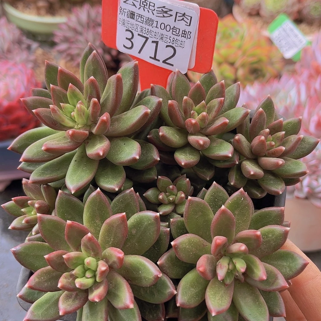 3712柏拉图多肉植物