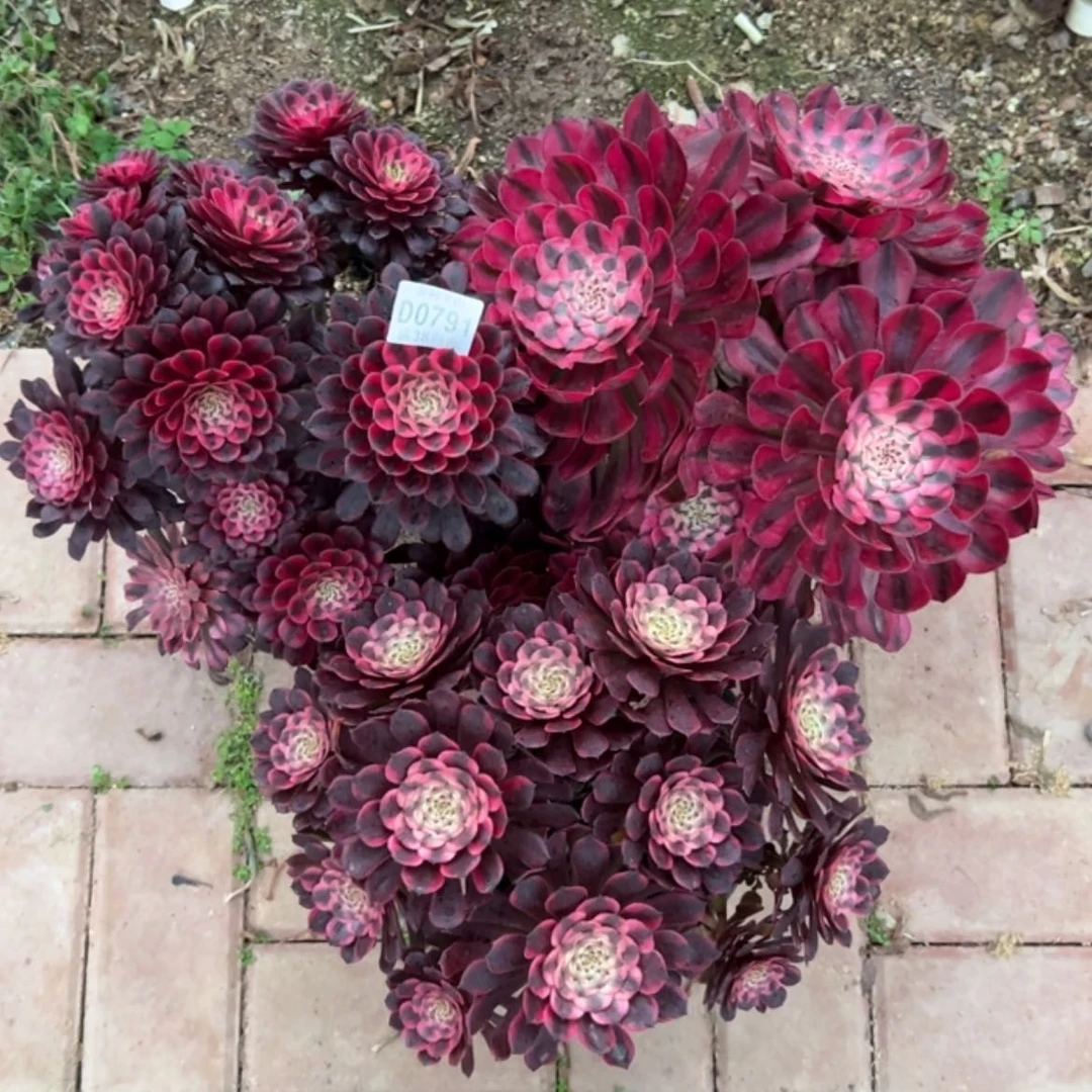 【闪购商品】791组合多肉