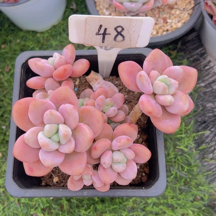 健健康康平平安安