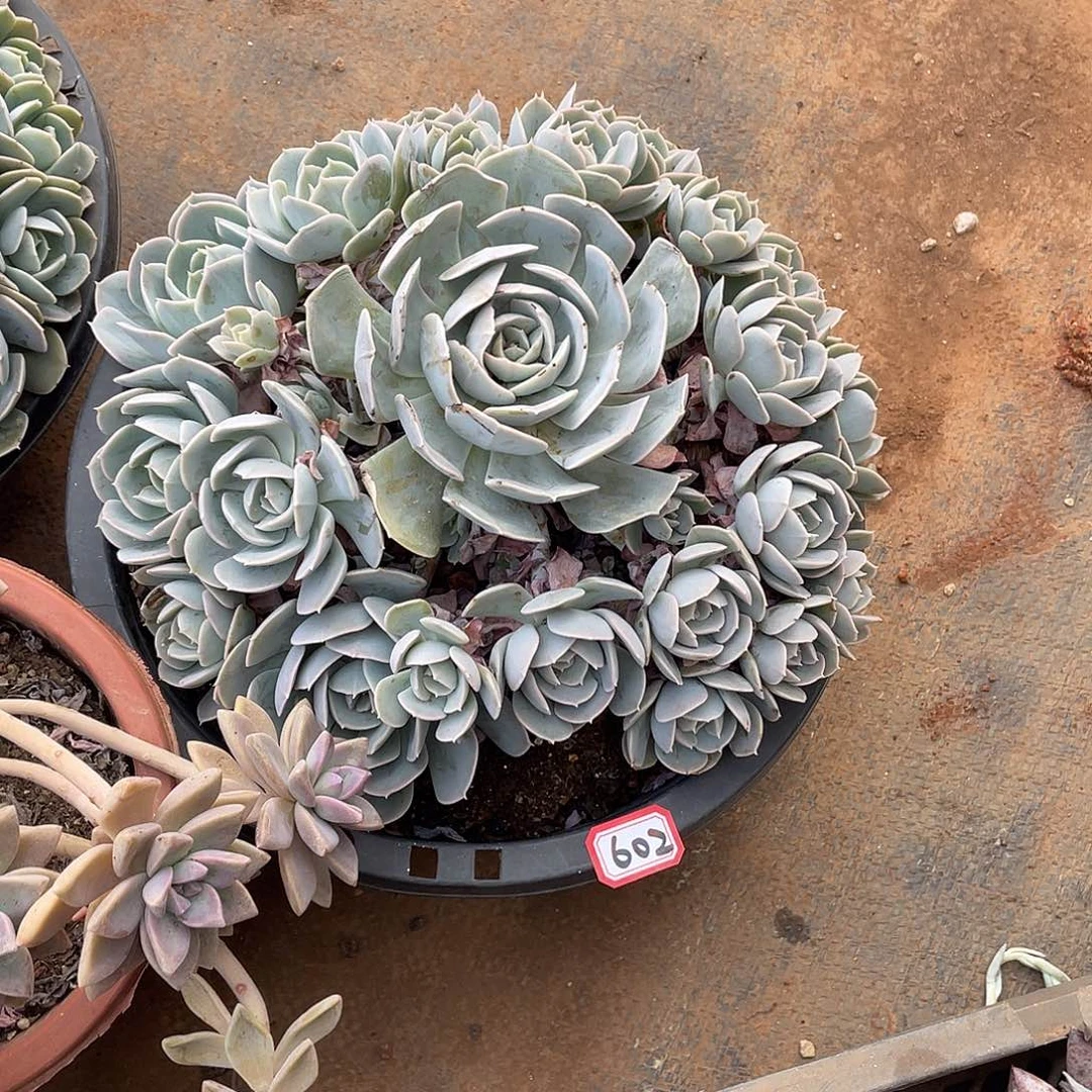 602安娜玫瑰一物一拍多肉