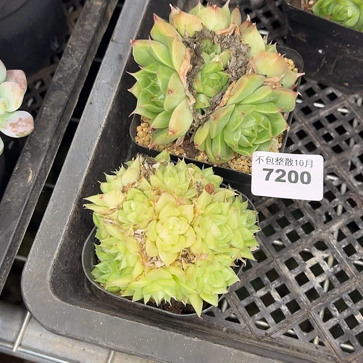 阿雅园艺。       7200麦秆