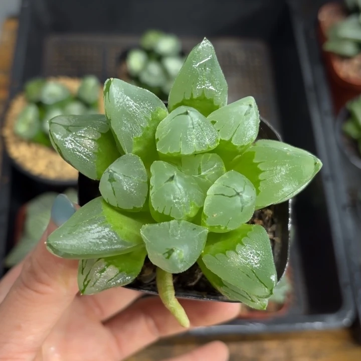 母本冰城寿多肉植物